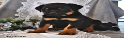Rottweiler dogs for sale: Rex - Ad 2