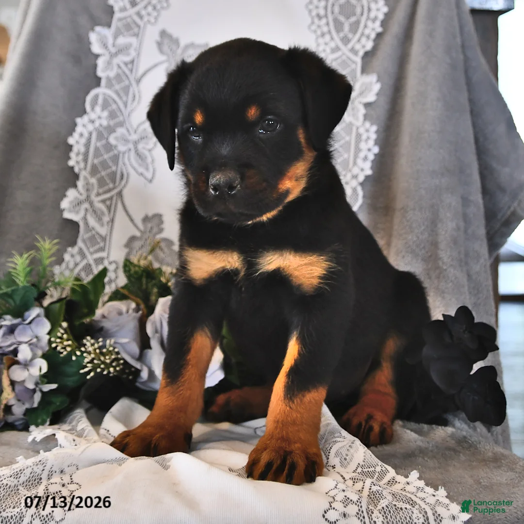 Rottweiler dogs for sale: Rex - Ad 2