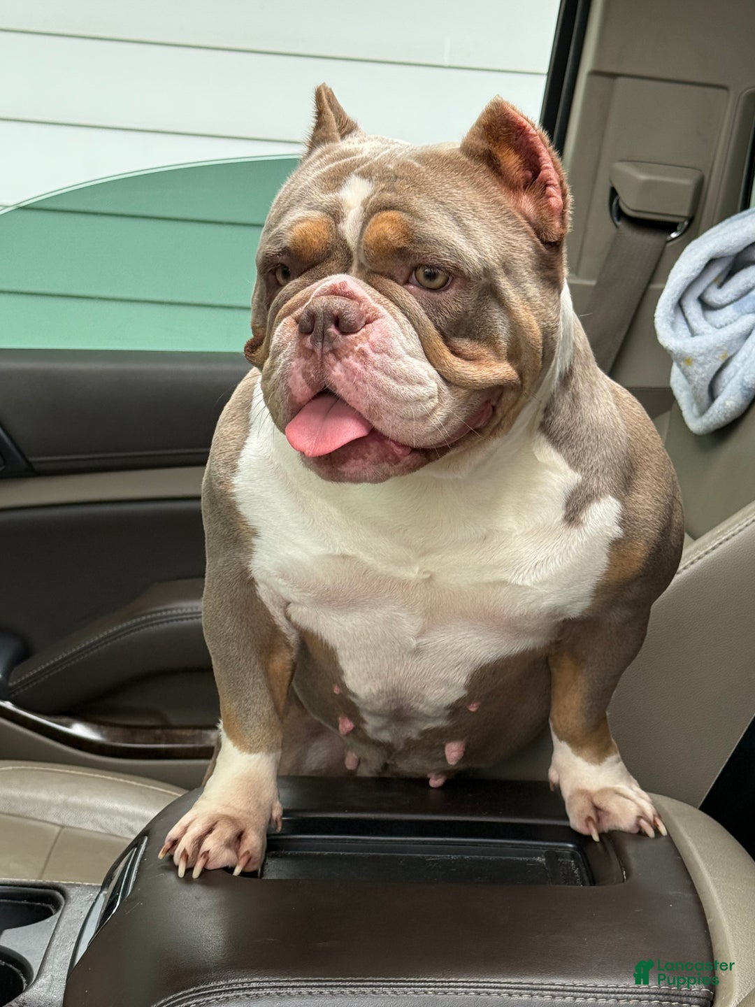 American Bully dogs for sale: American Bully Puppy 2 - Ad 2