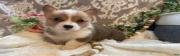 Welsh Corgi Pembroke dogs for sale: Stella - Ad 1