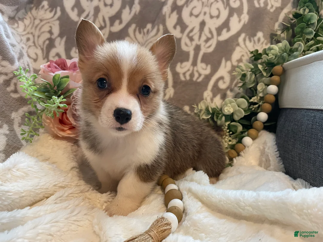 Welsh Corgi Pembroke dogs for sale: Stella - Ad 1