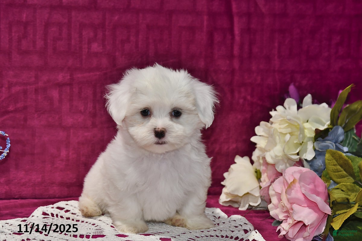 Maltipoo dogs Calvin - Ad 37