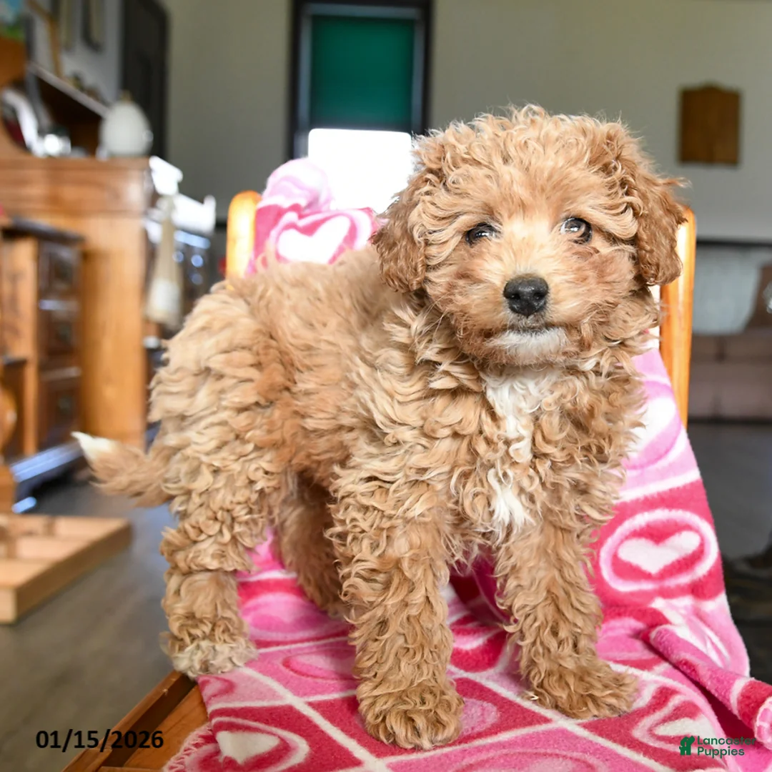 Bichpoo dogs for sale: Bonnie - Ad 2