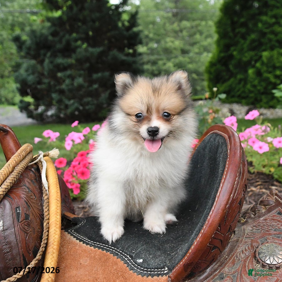 Pomeranian dogs Ronnie - Ad 1