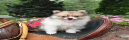 Pomeranian dogs for sale: Ronnie - Ad 1