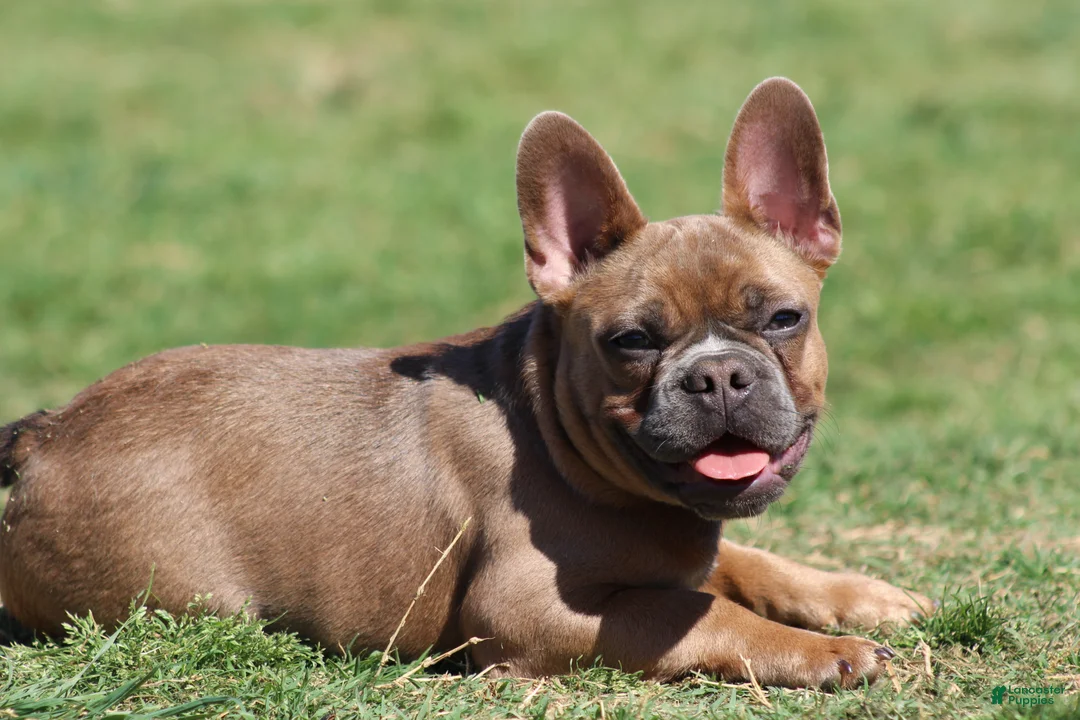 French Bulldog dogs for sale: French Bulldog Puppy 1 - Ad 2