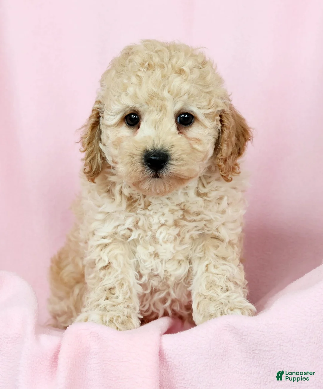 Toy Poodle dogs for sale: Bruno - Ad 8