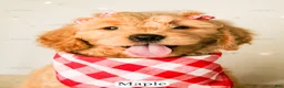Goldendoodle dogs for sale: Maple - Ad 25