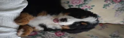 Bernese Mountain Dog dogs for sale: Clover - Ad 12
