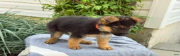German Shepherd dogs for sale: Griffin - Ad 7