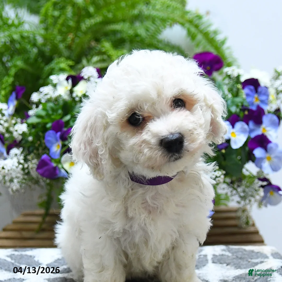 Bichon Frise dogs for sale: Charlotte - Ad 2