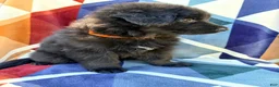 German Shepherd dogs for sale: Long Coat Female - Ad 5