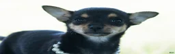 Chihuahua dogs for sale: Permedia - Ad 1