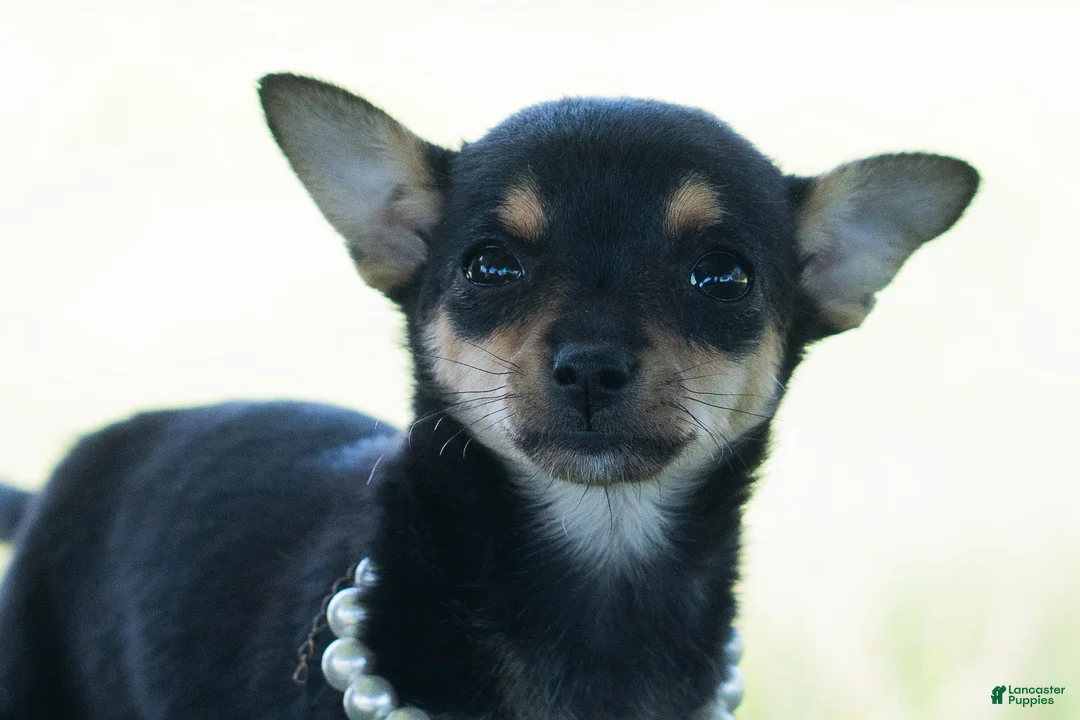 Chihuahua dogs for sale: Permedia - Ad 1