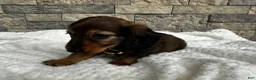 Miniature Dachshund dogs for sale: Zeke - Ad 6