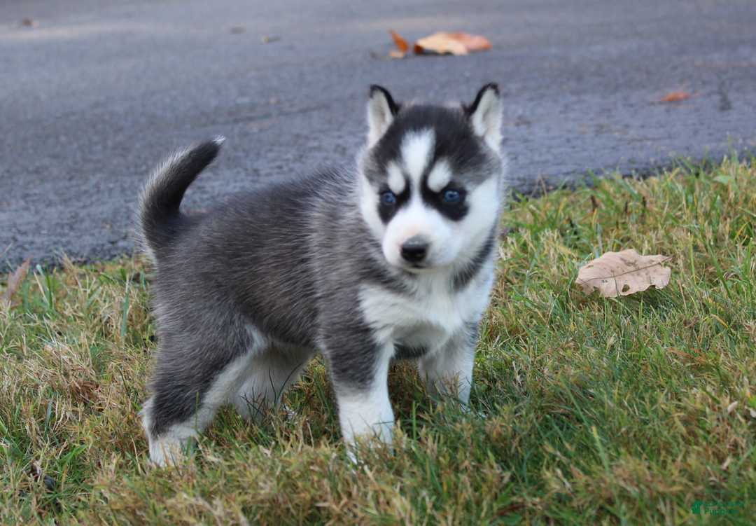 Siberian Husky dogs for sale: River - Ad 1