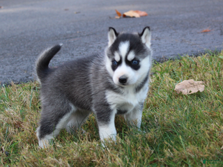 Siberian Husky dogs River - Ad 5