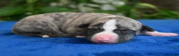 Whippet dogs for sale: Kenny - Ad 1