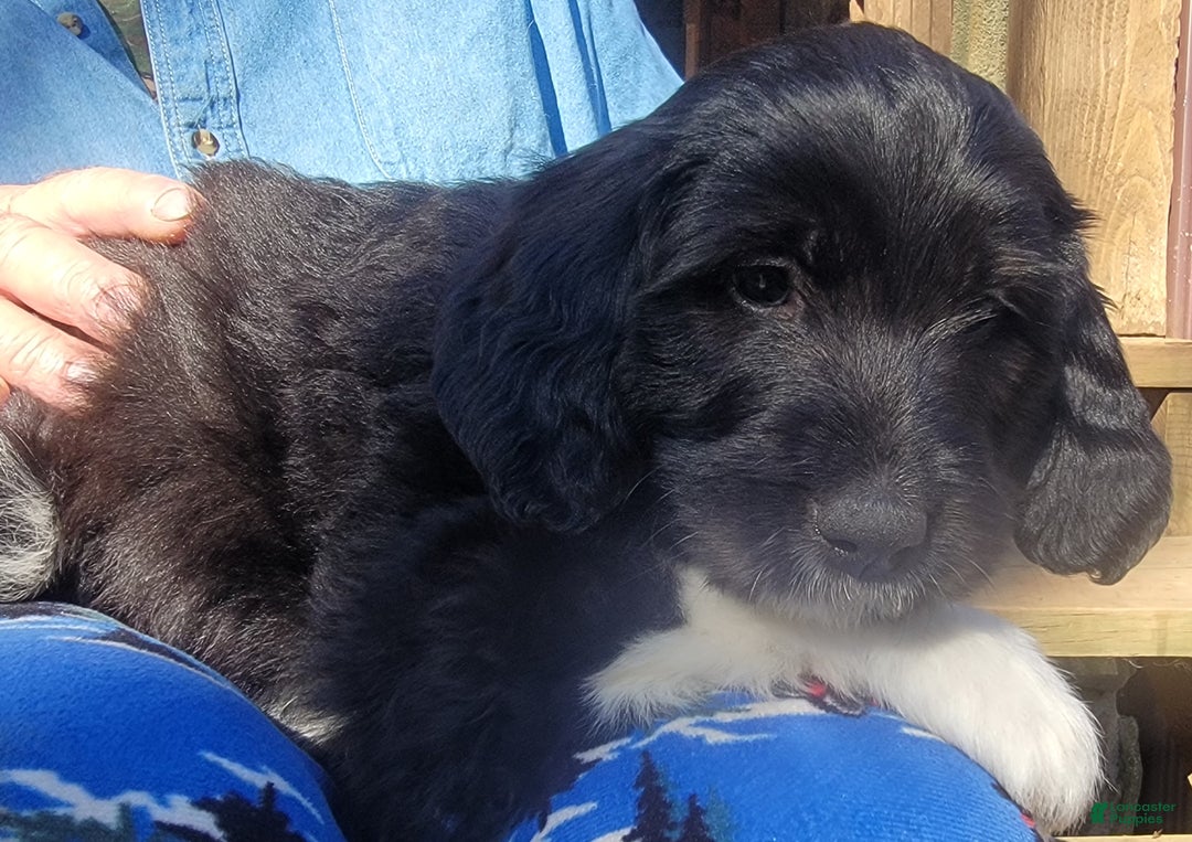 Mixed Breed dogs for sale: F1 - Female Great Bernadoodle Puppy - Ad 1