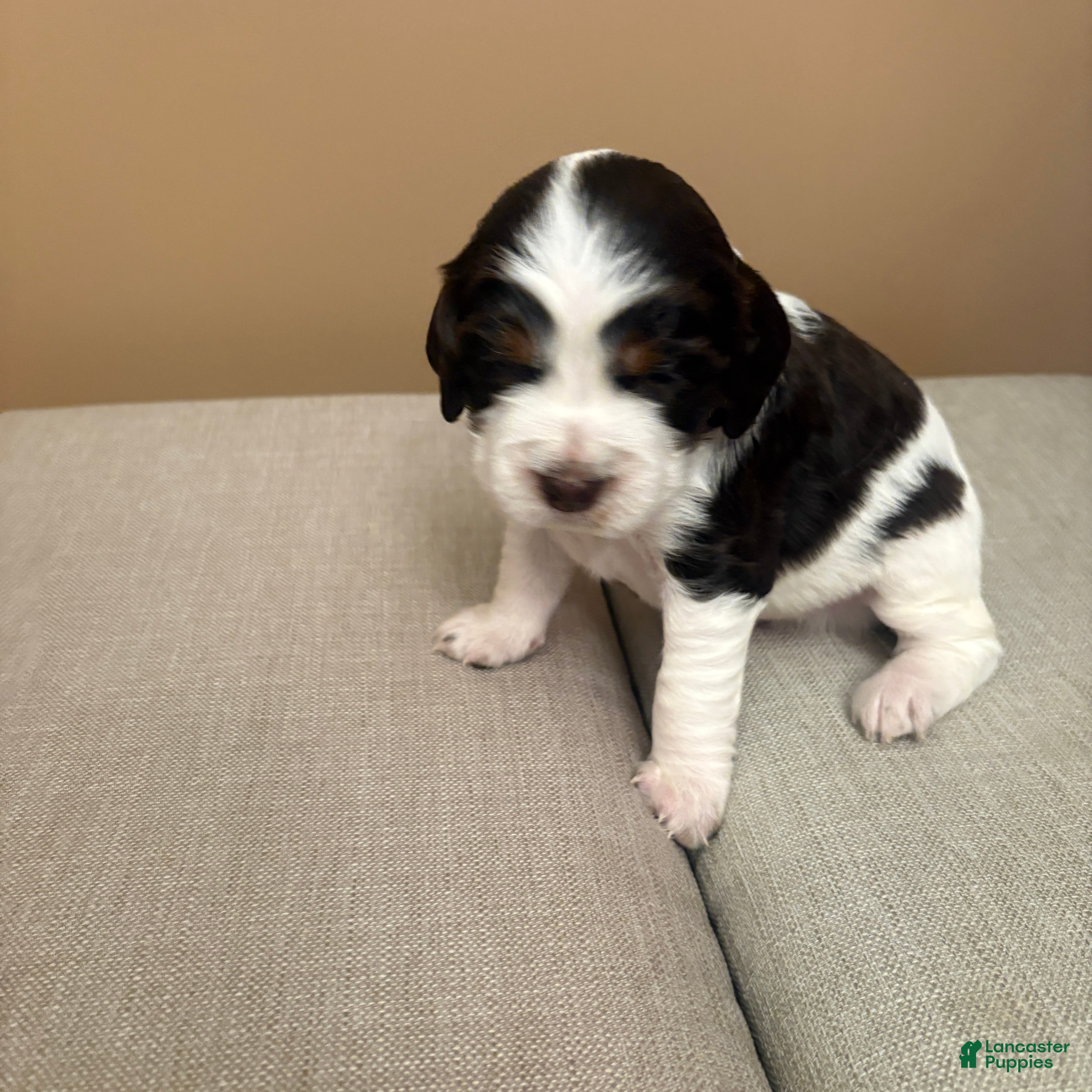 English Springer Spaniel dogs English Springer Spaniel 1 - Ad 2