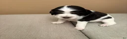 English Springer Spaniel dogs for sale: English Springer Spaniel 1 - Ad 2