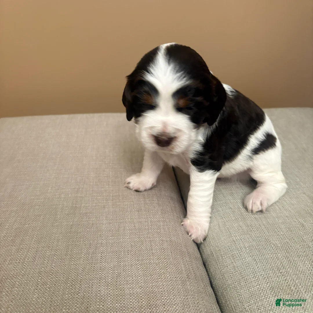 English Springer Spaniel dogs for sale: English Springer Spaniel 1 - Ad 2