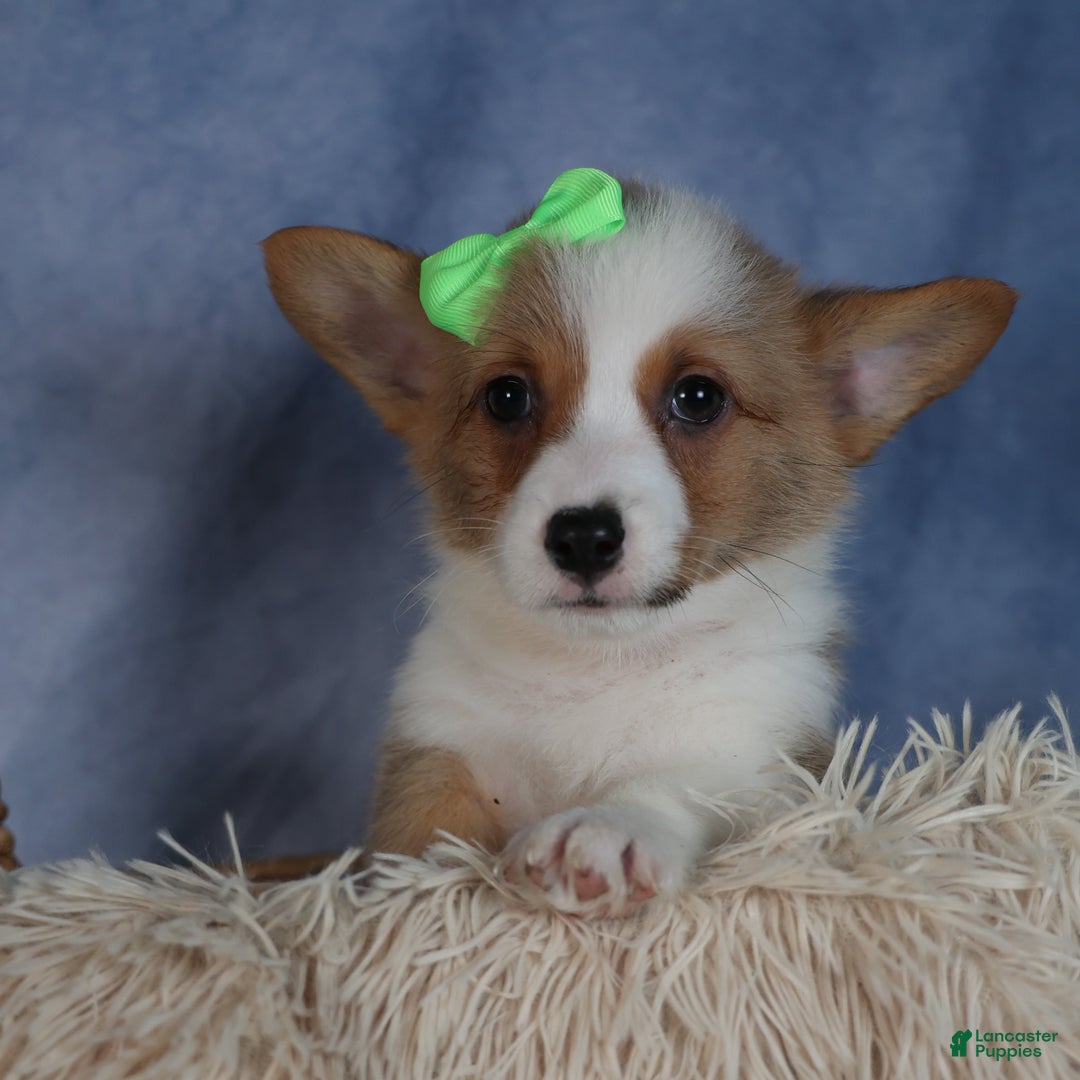 Welsh Corgi Pembroke dogs for sale: Dalton - Ad 5