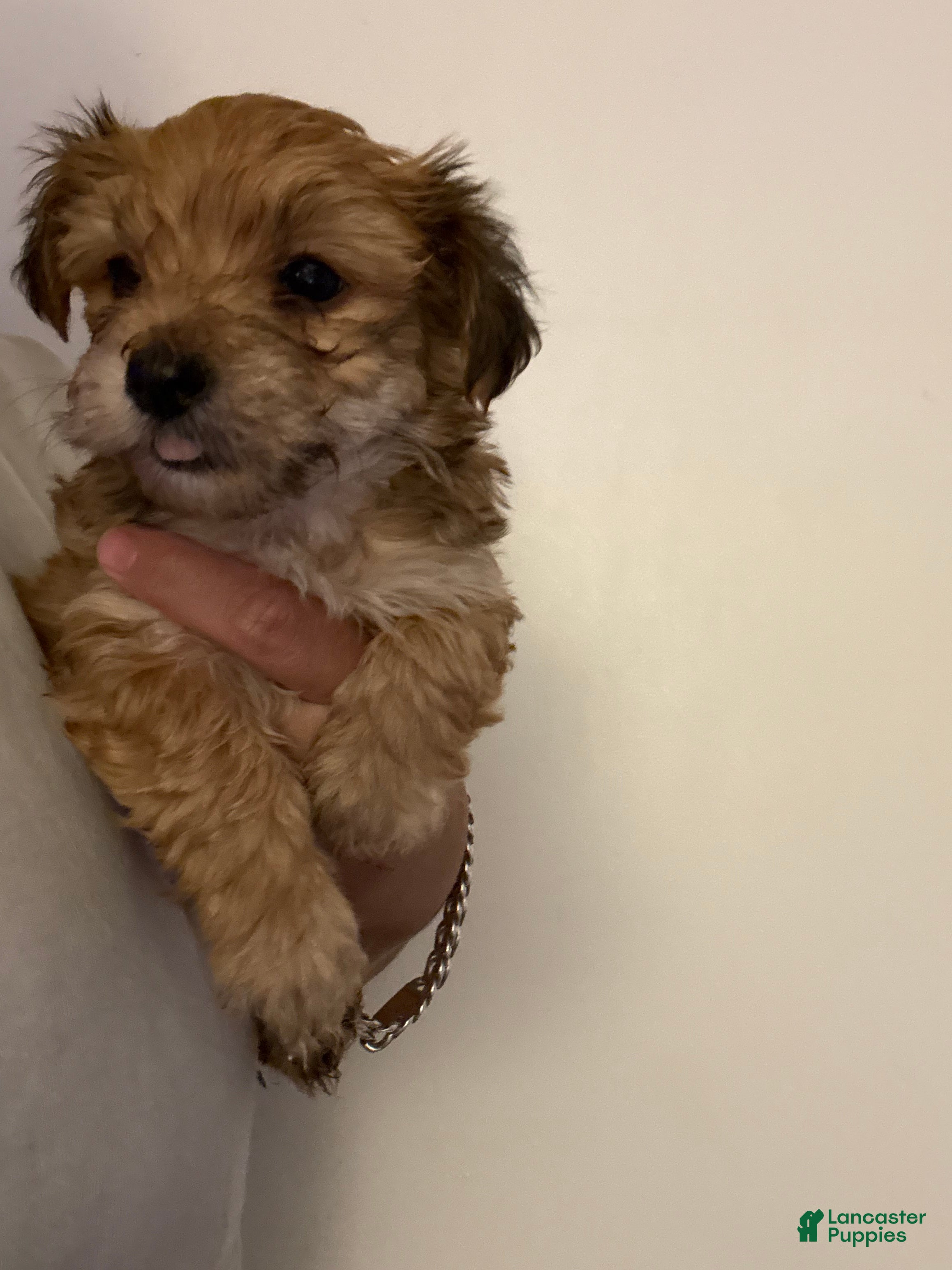 Morkie dogs Morkie 3 - Ad 37