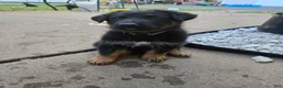 German Shepherd dogs for sale: Charlie - Ad 2