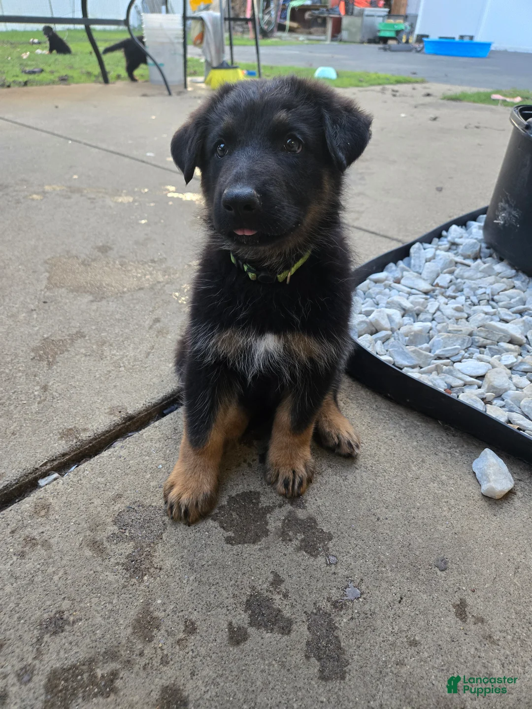 German Shepherd dogs for sale: Charlie - Ad 2