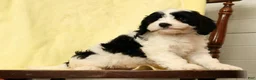 Cavapoo dogs for sale: Barbi - Ad 8