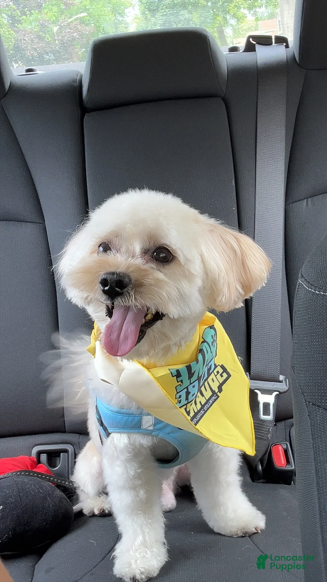 Shih Tzu dogs for sale: Shih Tzu 1 - Ad 1