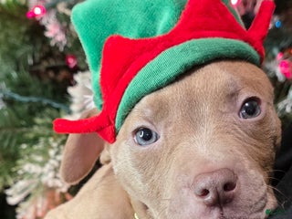 American Pit Bull Terrier dogs Diamond - Ad 23