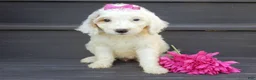 Mini Goldendoodle dogs for sale: Daisy (medium) - Ad 4