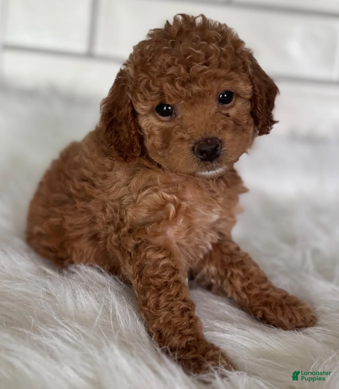 Mini Goldendoodle dogs for sale: Haven - Ad 2