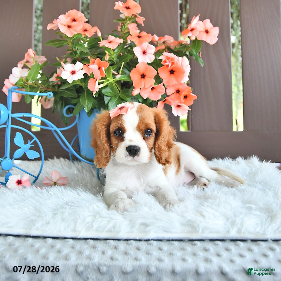 Cavalier King Charles Spaniel dogs Jade - Ad 1