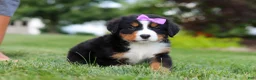 Bernese Mountain Dog dogs for sale: Aurora - Ad 4