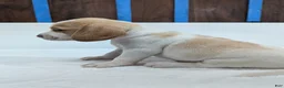 Beagle dogs for sale: Rusty  - Ad 6