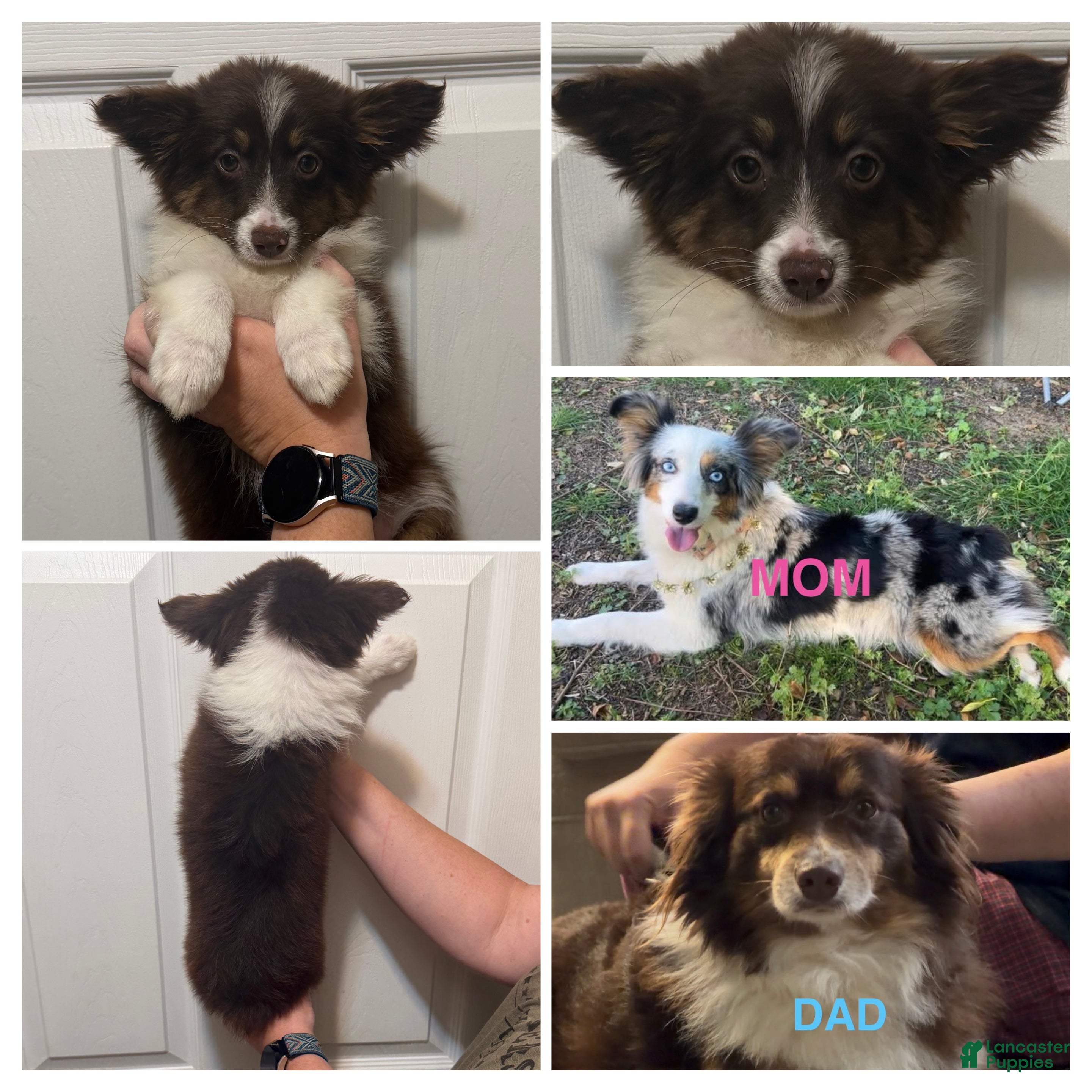 Miniature Australian Shepherd dogs Purple  - Ad 17