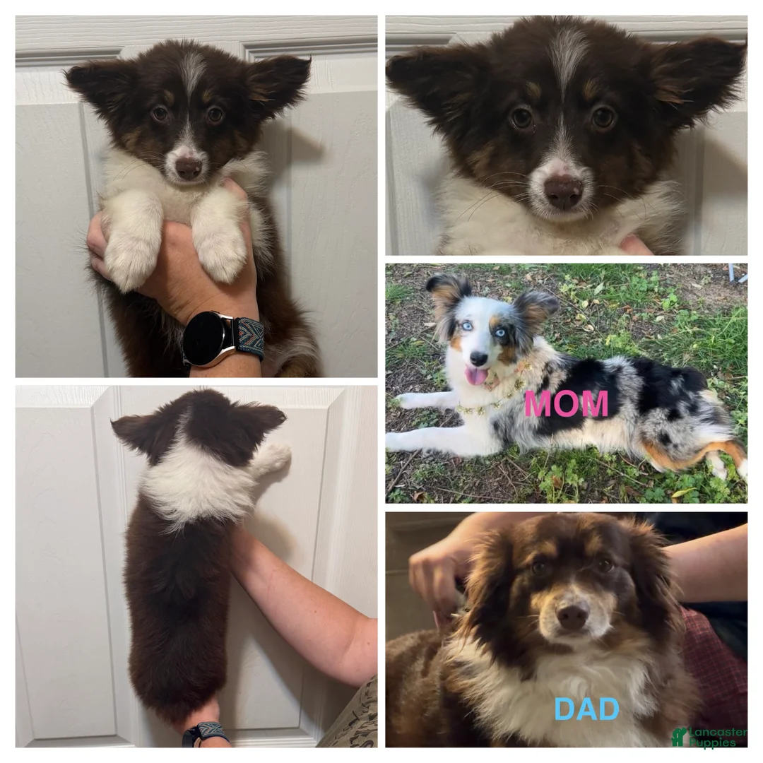 Miniature Australian Shepherd dogs for sale: Purple  - Ad 2