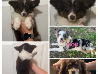 Miniature Australian Shepherd dogs Purple - Ad 17