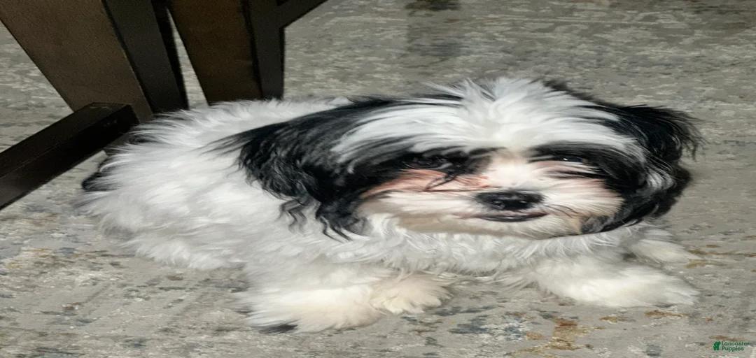 Gallery Image {{count}}