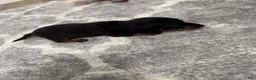 Miniature Dachshund dogs for sale: Miniature Dachshund 4 - Ad 8
