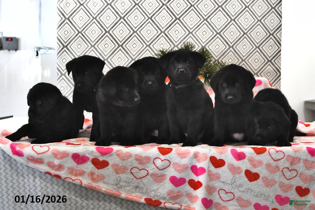 Mixed Breed dogs for sale: Lilly - Ad 3