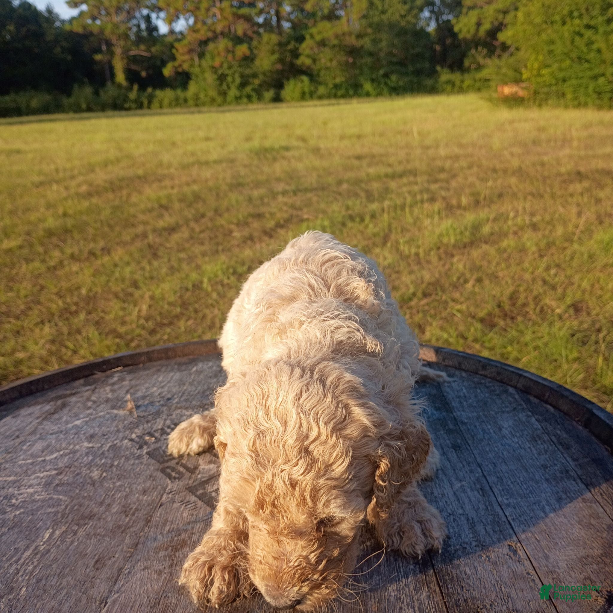 Goldendoodle dogs Christopher  - Ad 2