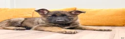 German Shepherd dogs for sale: Crissy - Ad 2