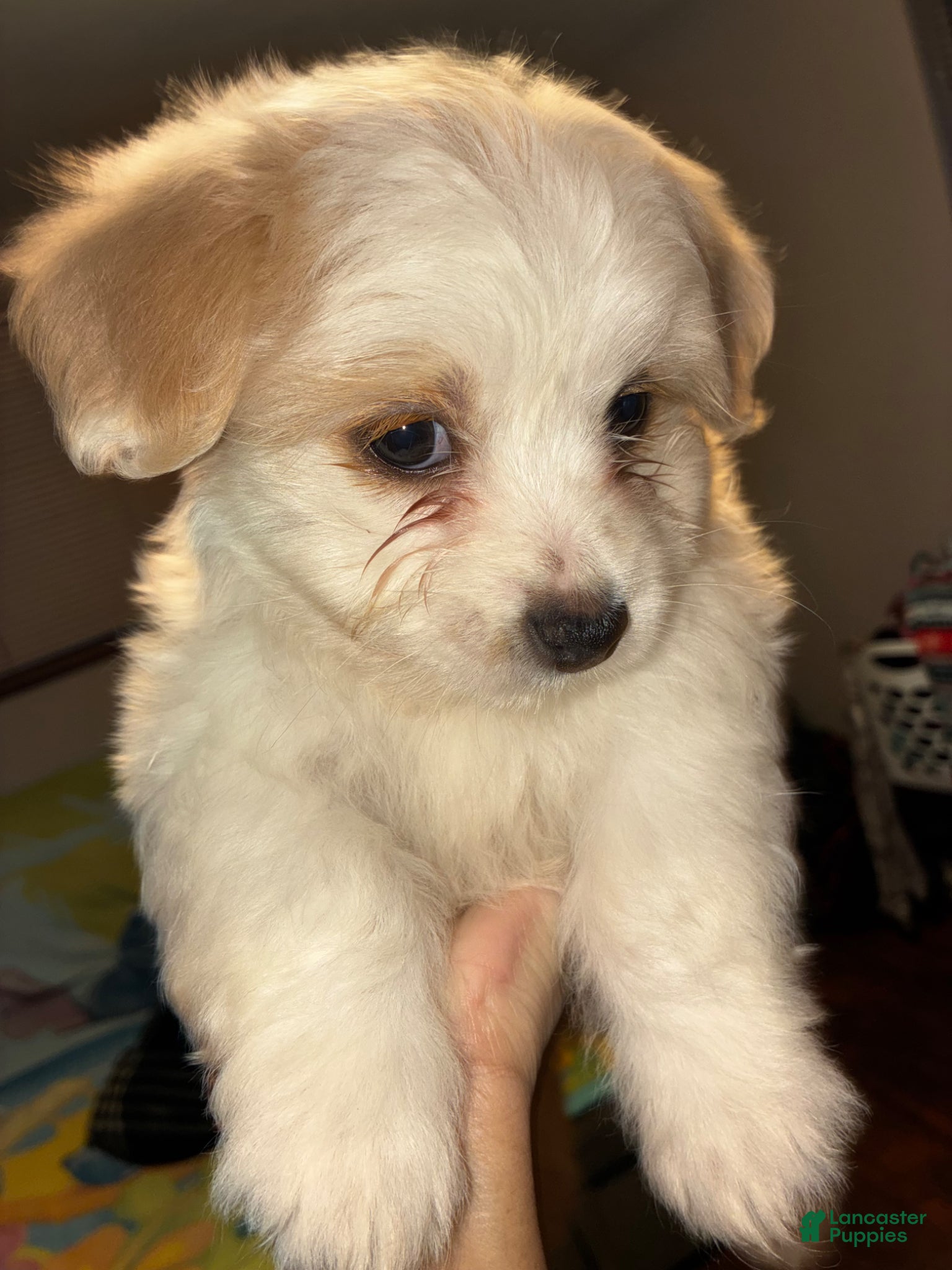 Bichon Frise dogs Havanese Puppy 1 - Ad 11