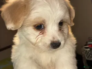 Bichon Frise dogs Havanese Puppy 1 - Ad 6