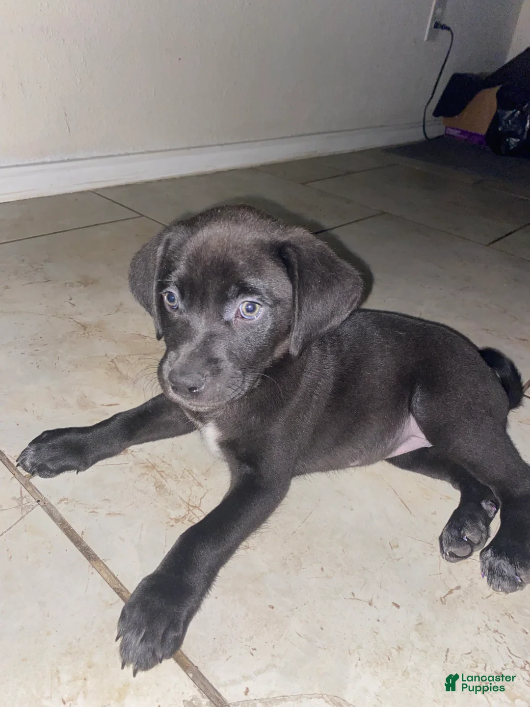 Mixed Breed dogs for sale: Aura  - Ad 2