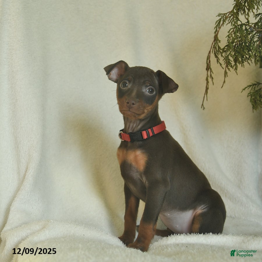 Miniature Pinscher dogs Lily  - Ad 8